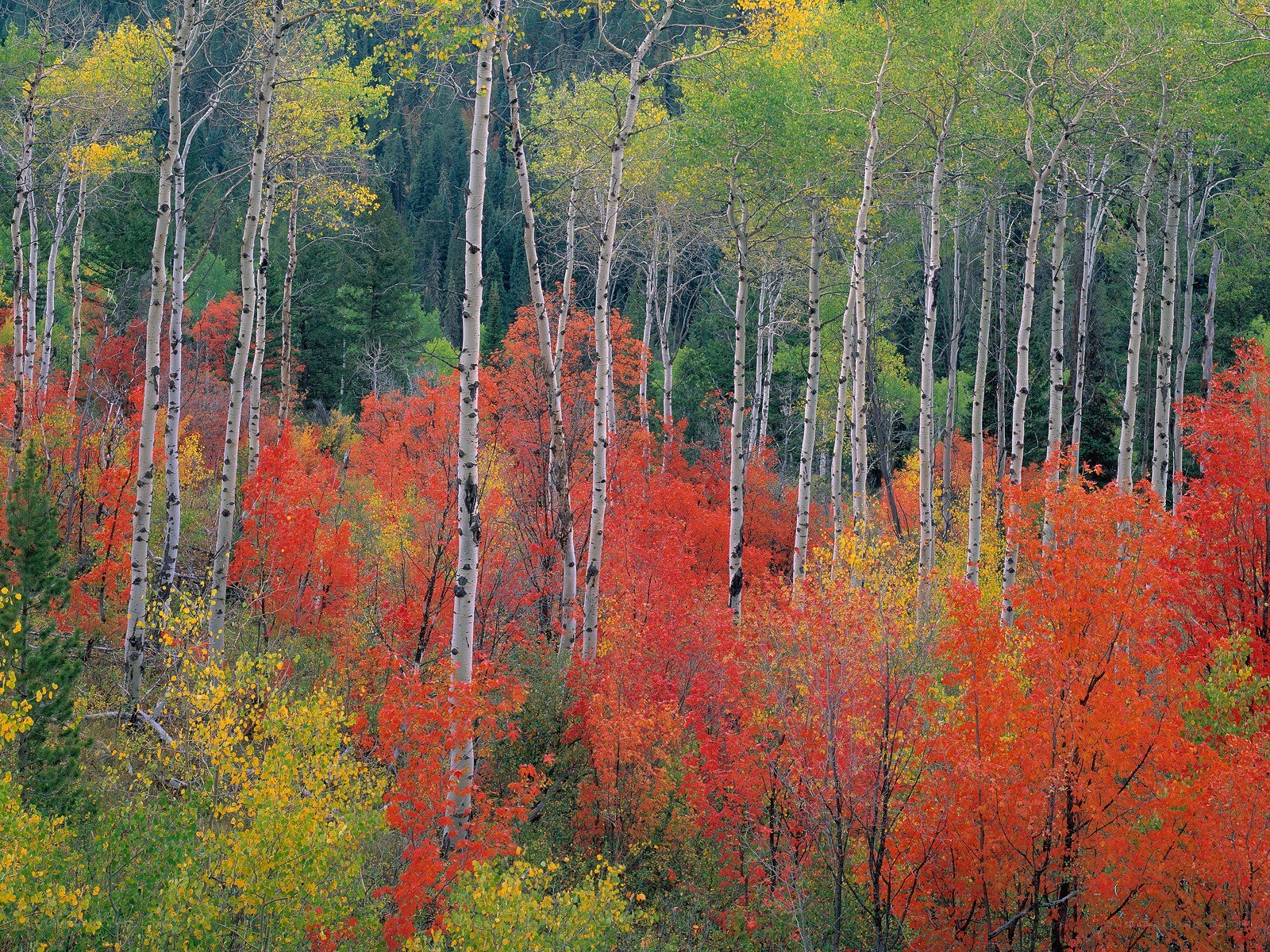 Autumn aspen forest