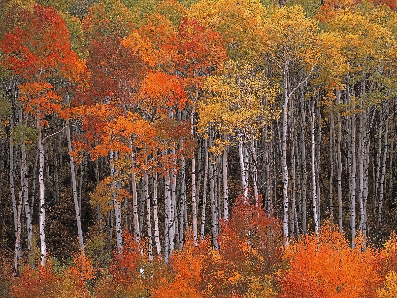 Autumn aspen forest