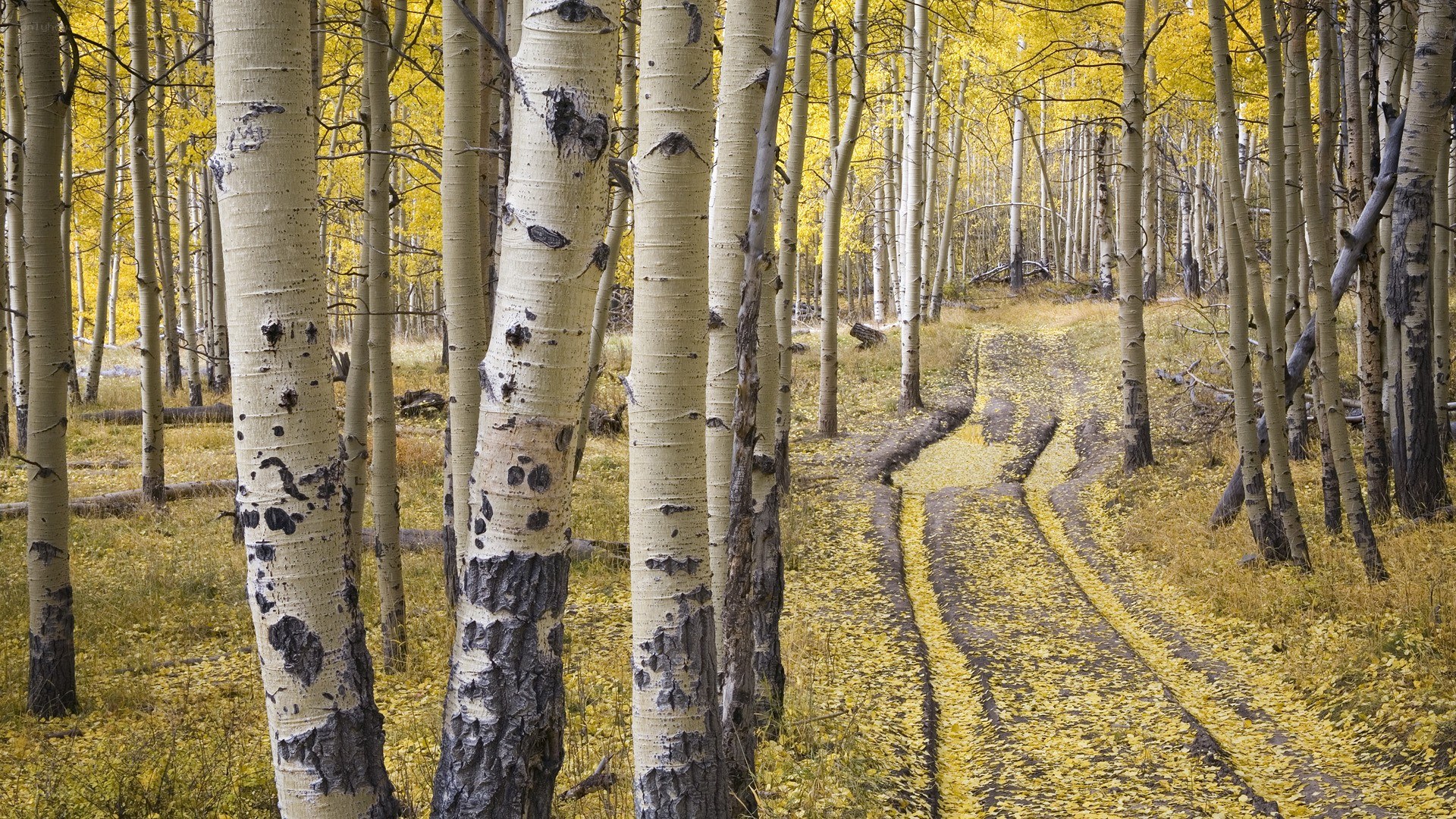 Autumn aspen forest path