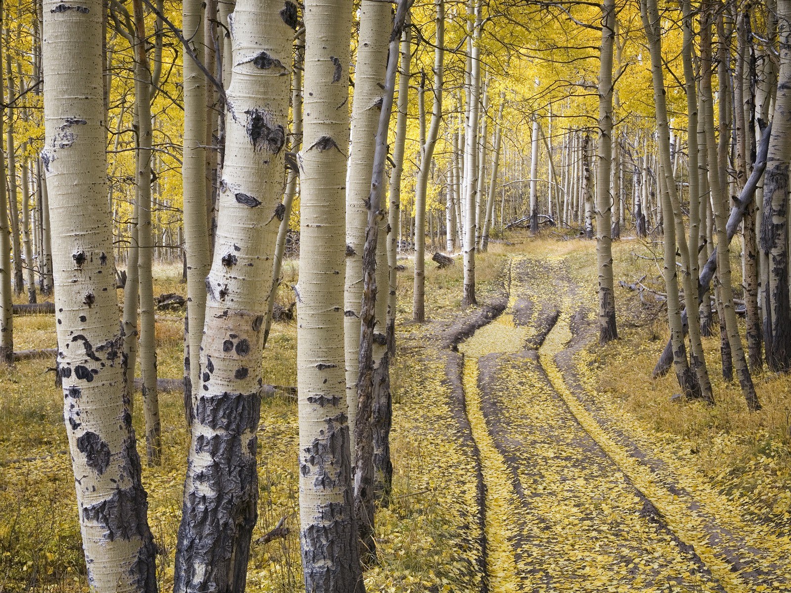 Autumn aspen forest path