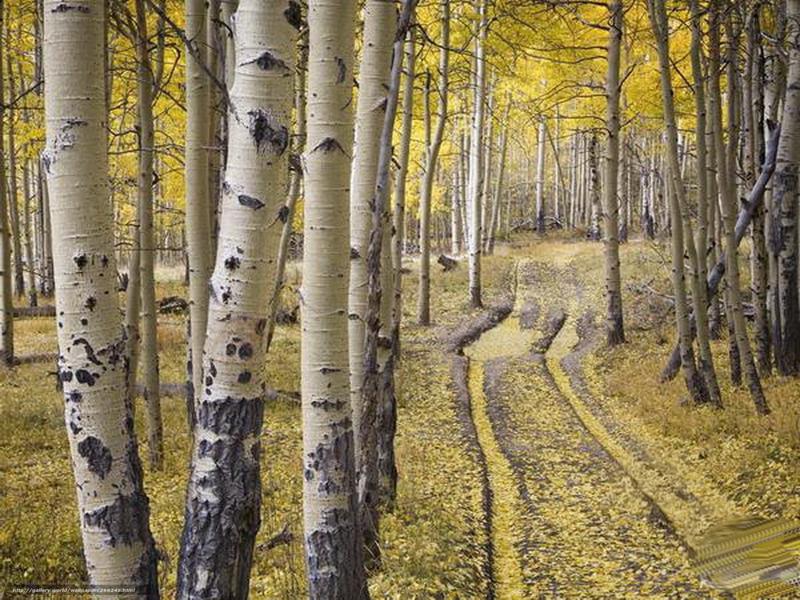 Autumn aspen forest path