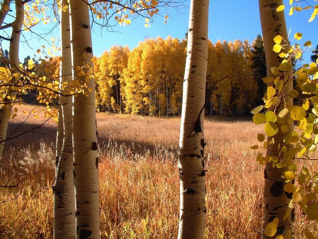 Autumn aspen grove