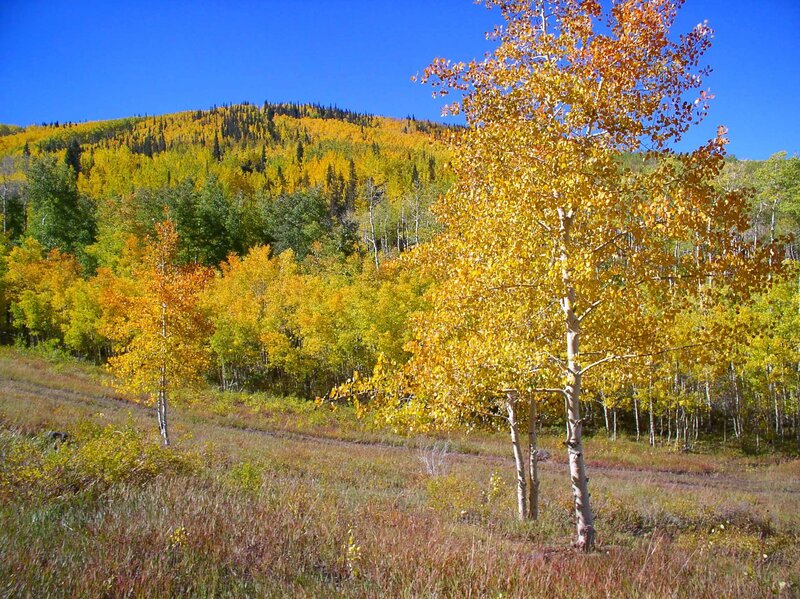 Autumn aspen grove