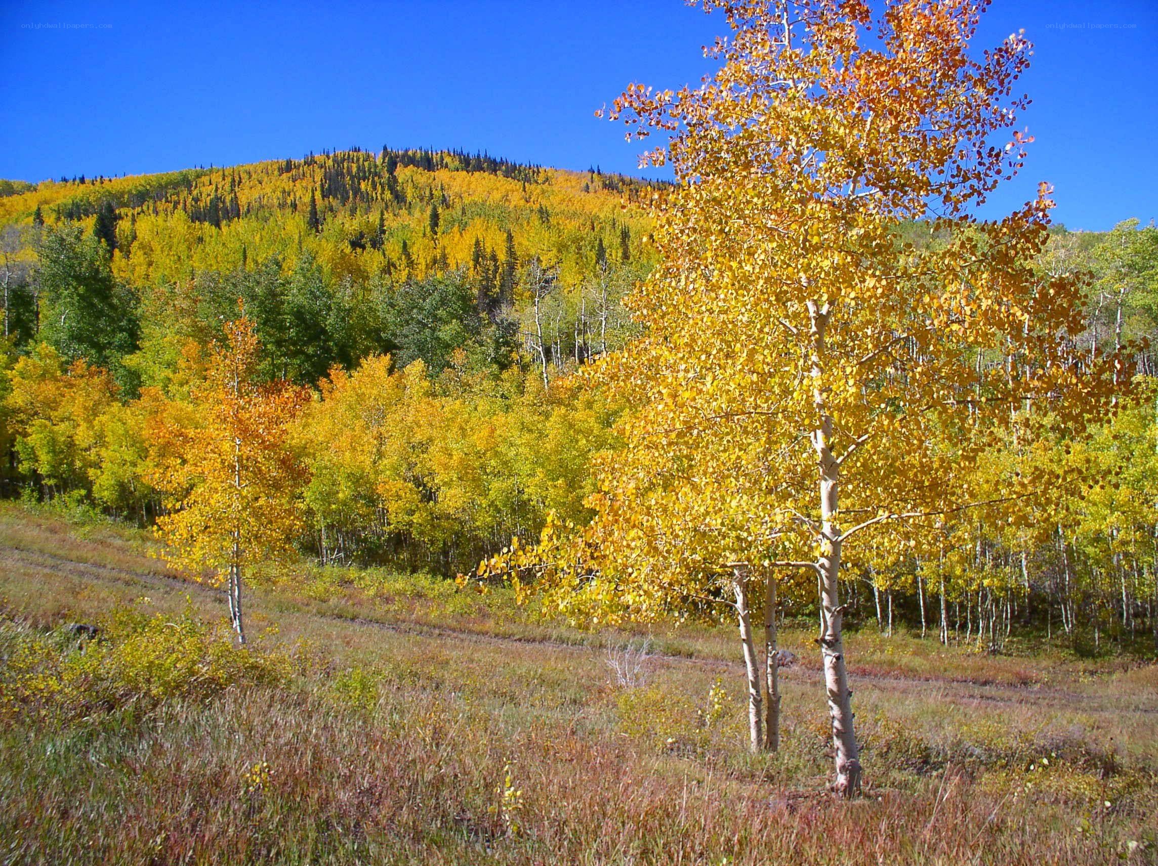 Autumn aspen grove