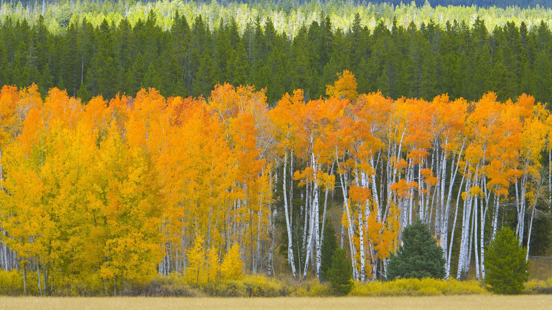Autumn aspen grove