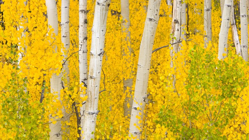 Autumn aspen grove