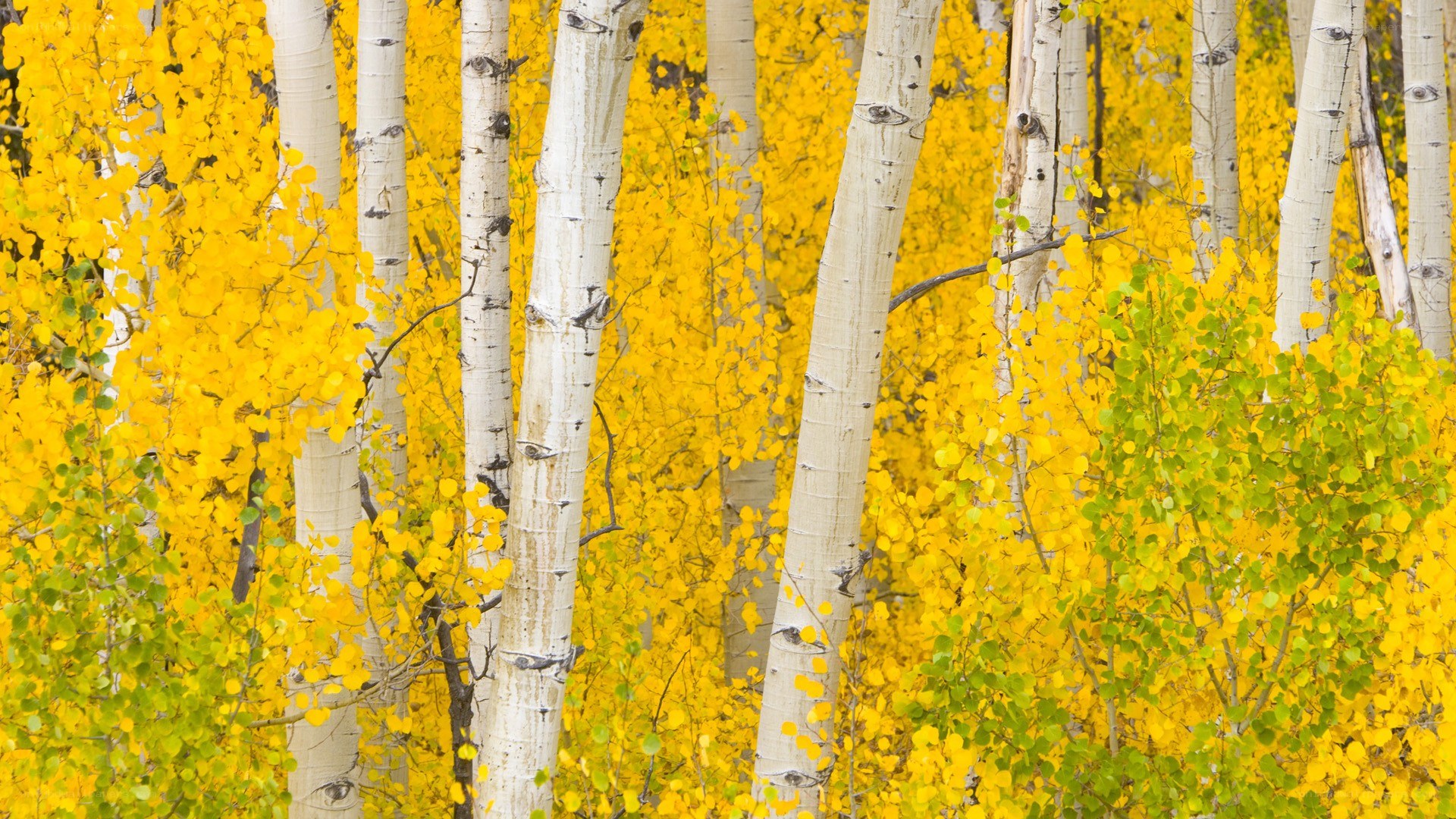 Autumn aspen grove
