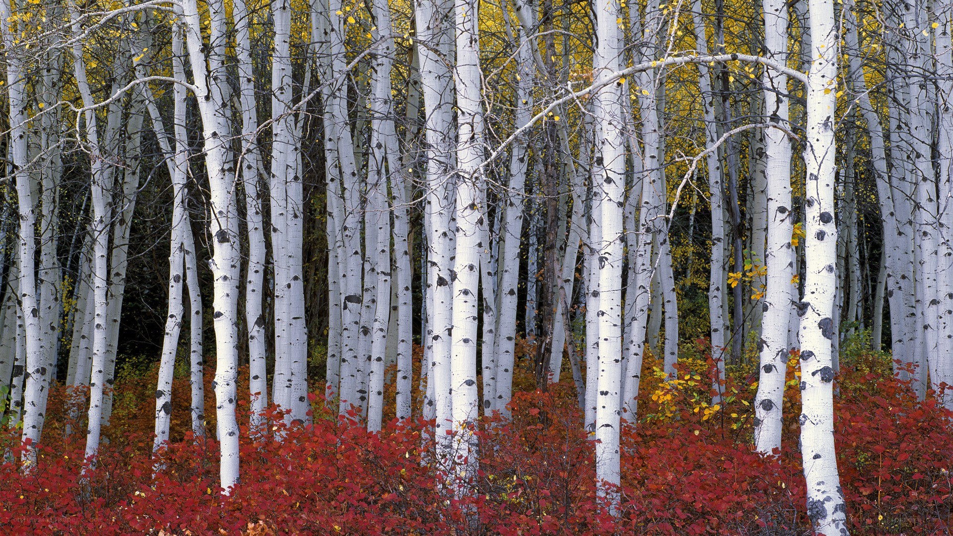 Autumn aspen grove