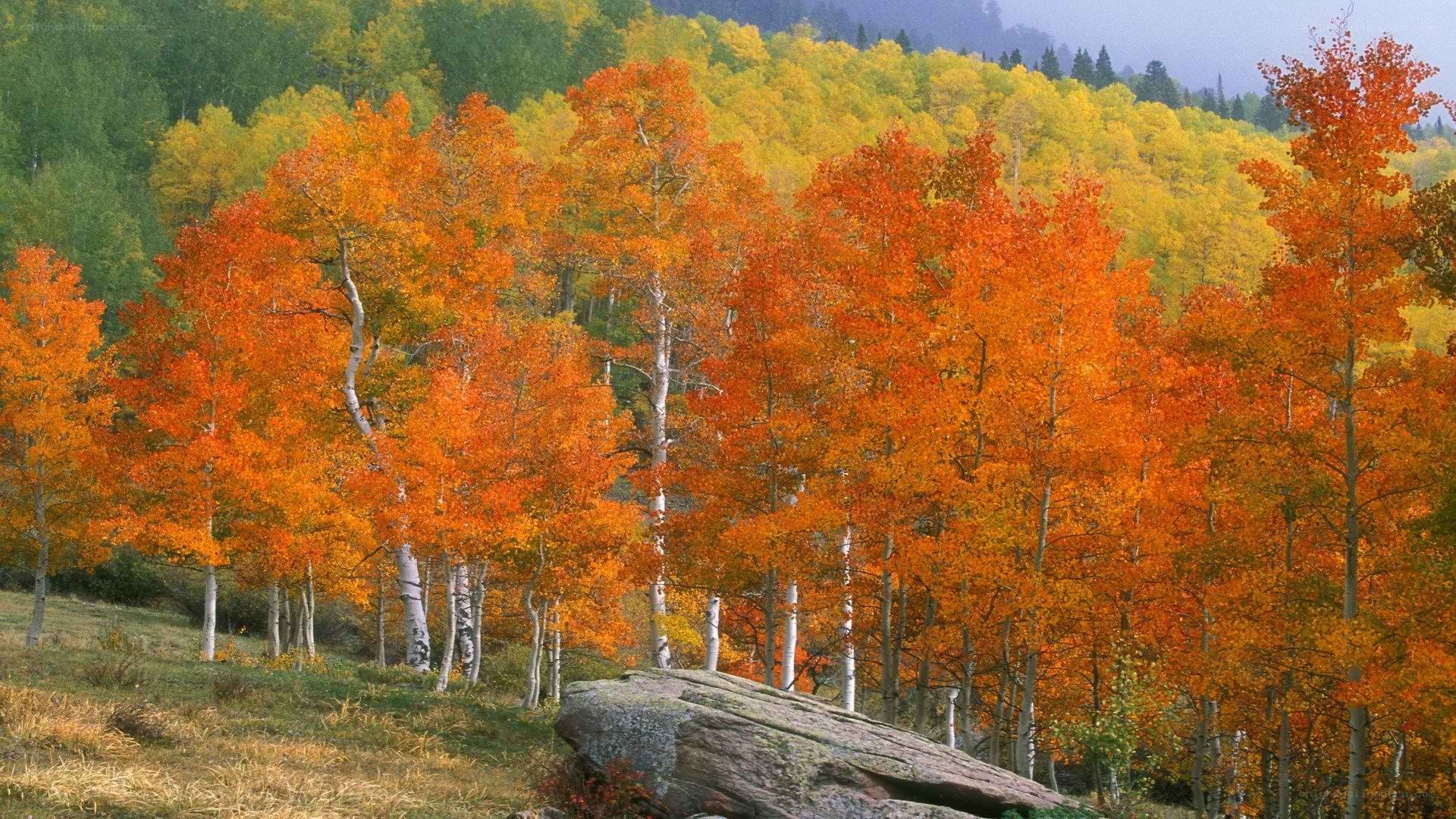 Autumn aspen grove