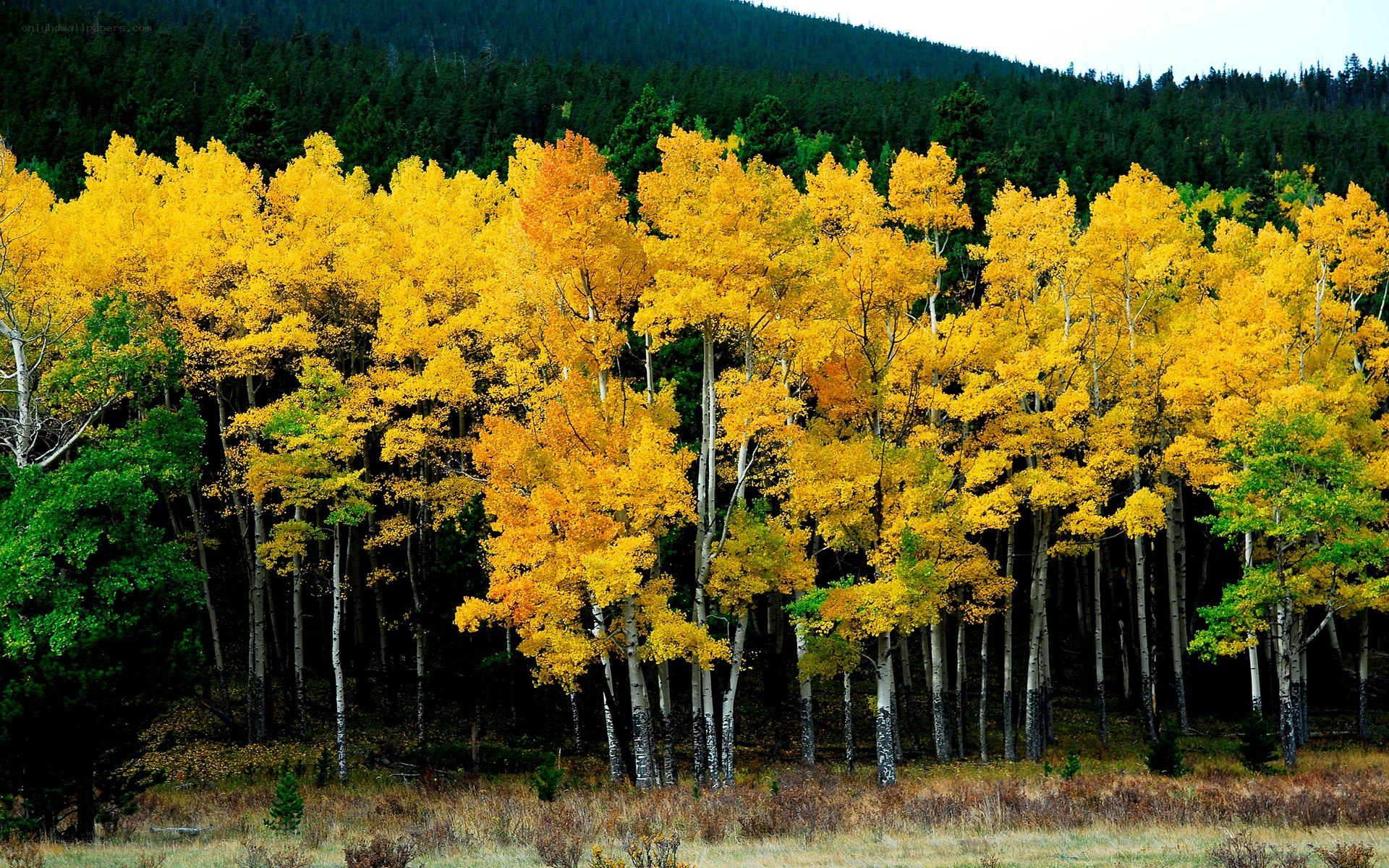 Autumn aspen grove