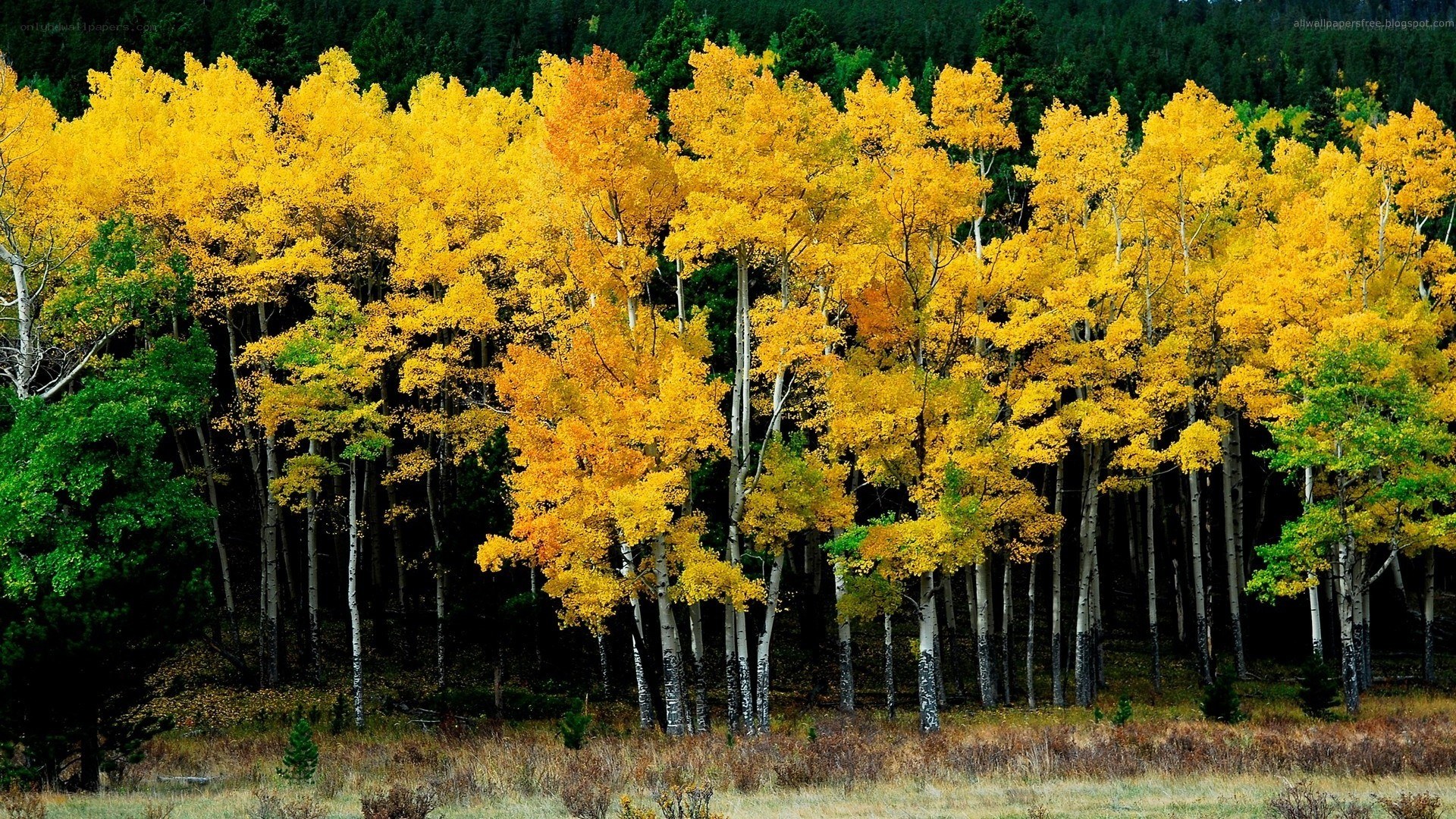 Autumn aspen grove
