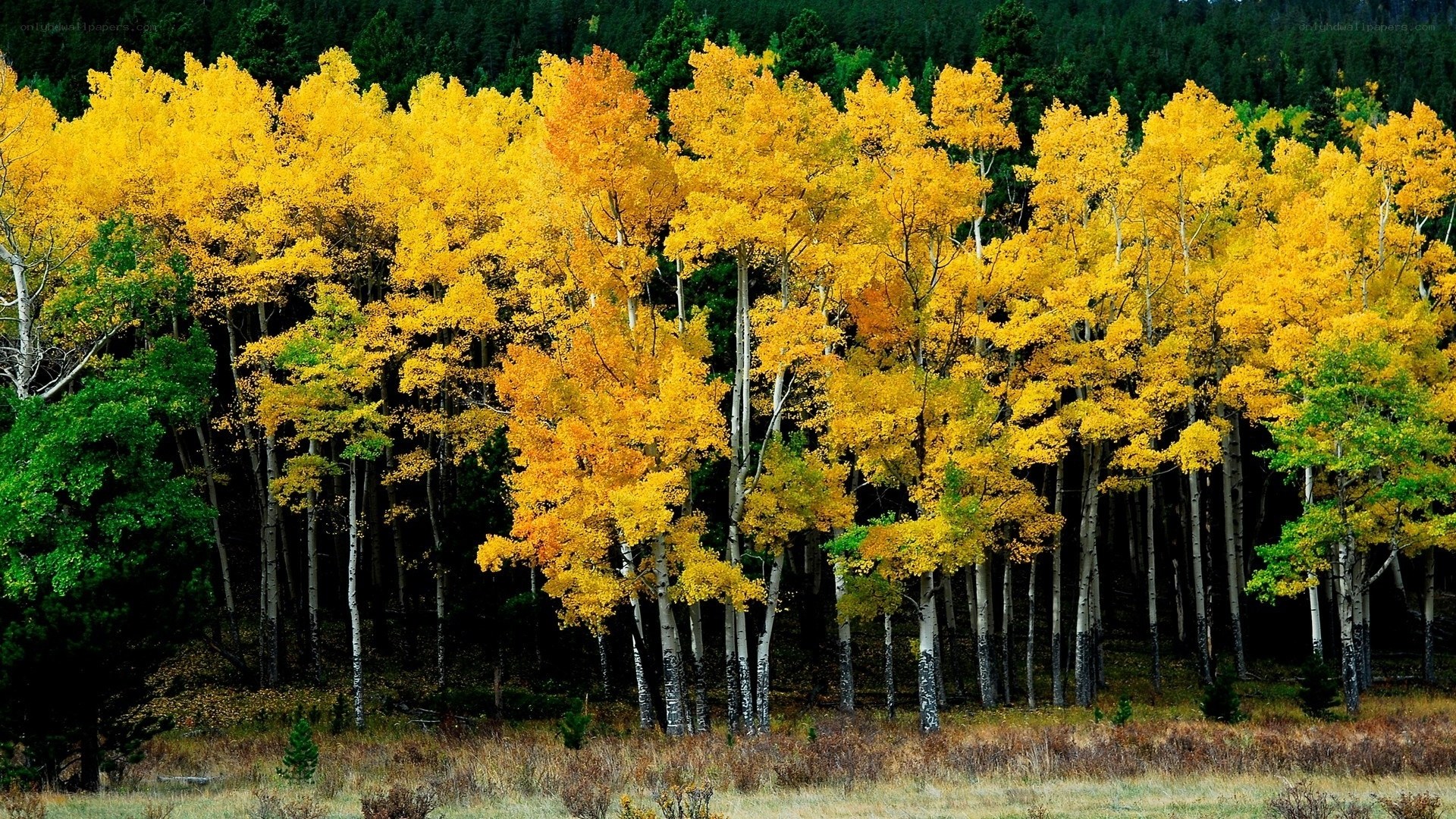 Autumn aspen grove