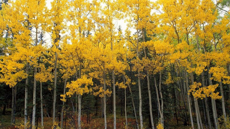 Autumn aspen grove