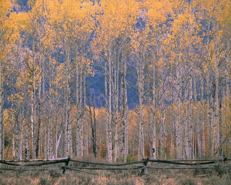 Autumn aspen grove