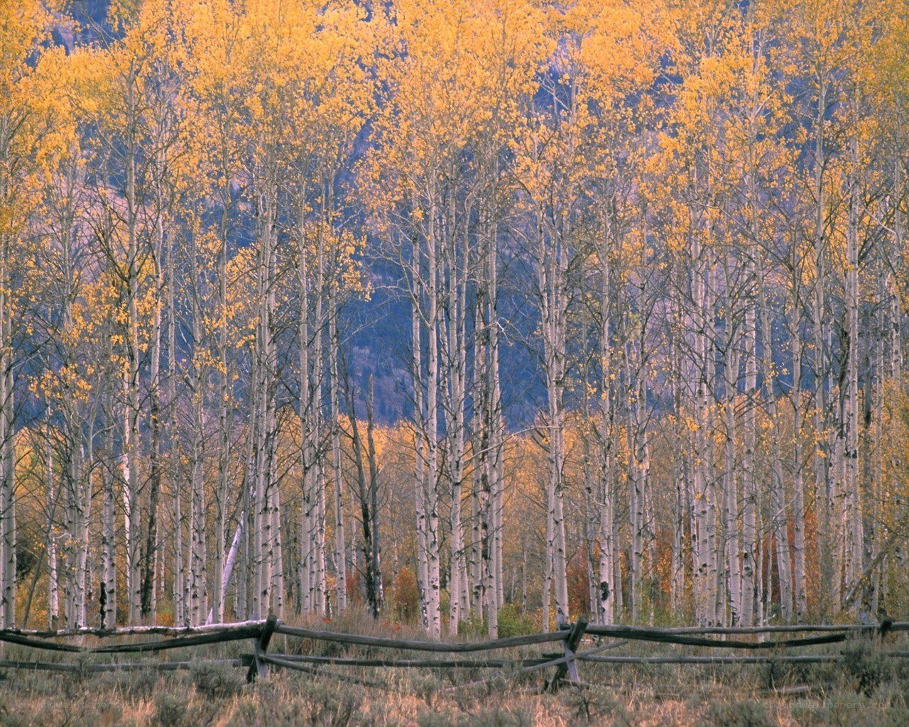 Autumn aspen grove