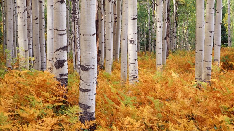 Autumn aspen grove