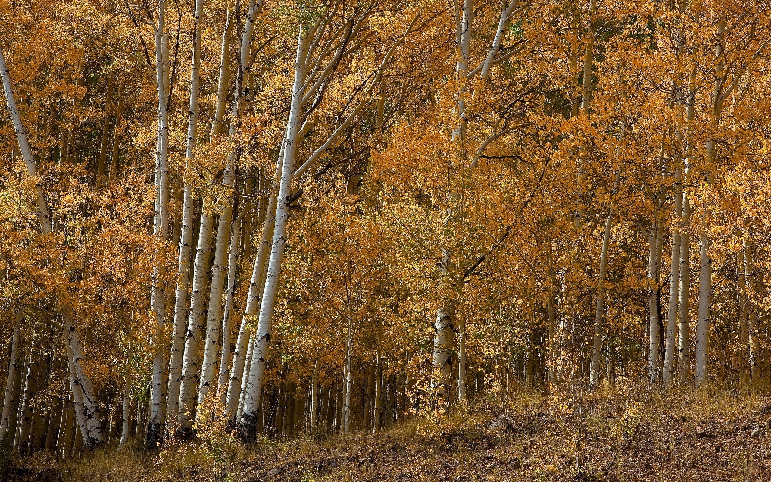 Autumn aspen grove