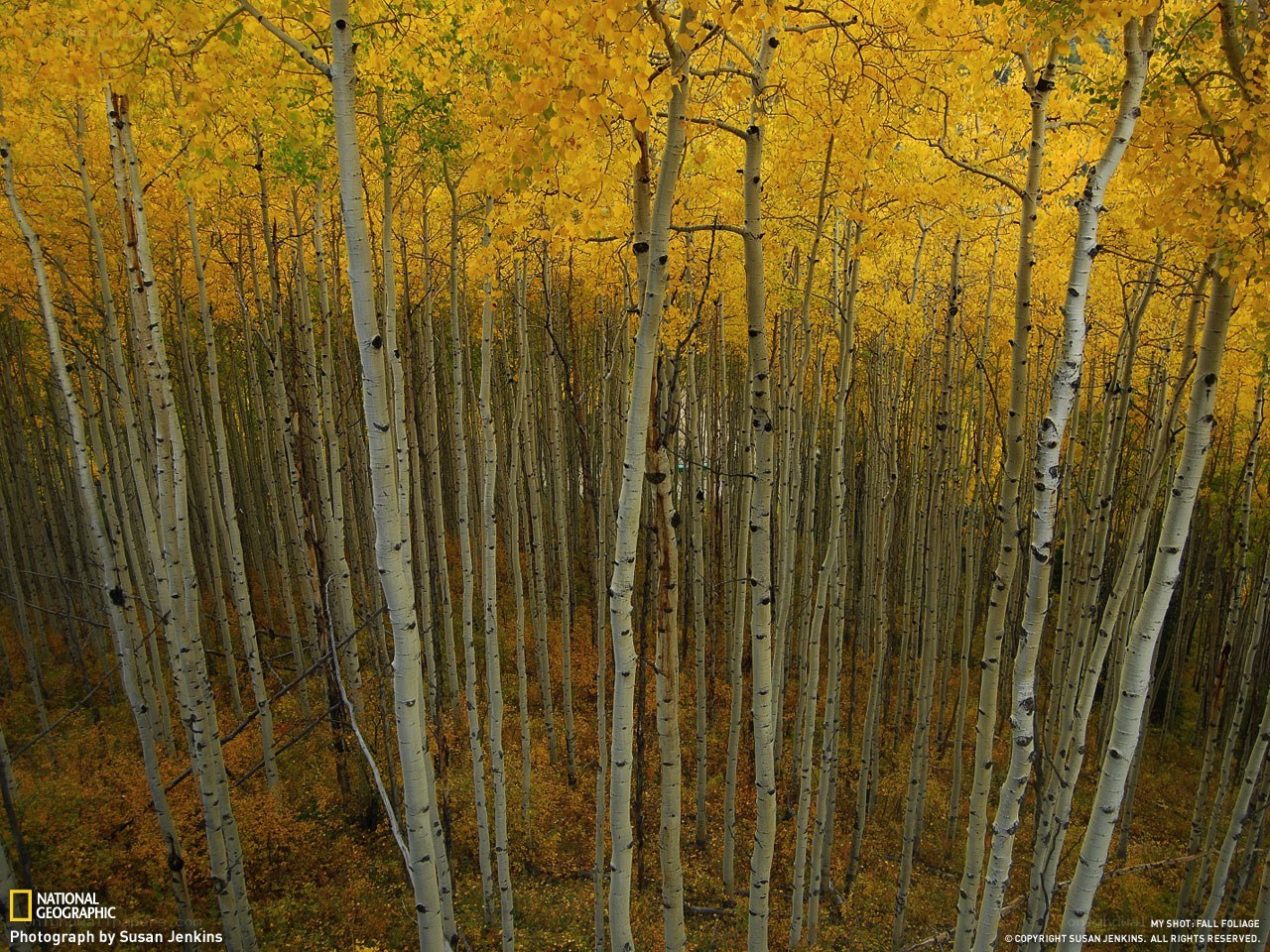 Autumn aspen grove