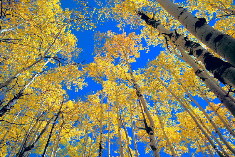 Autumn aspen grove