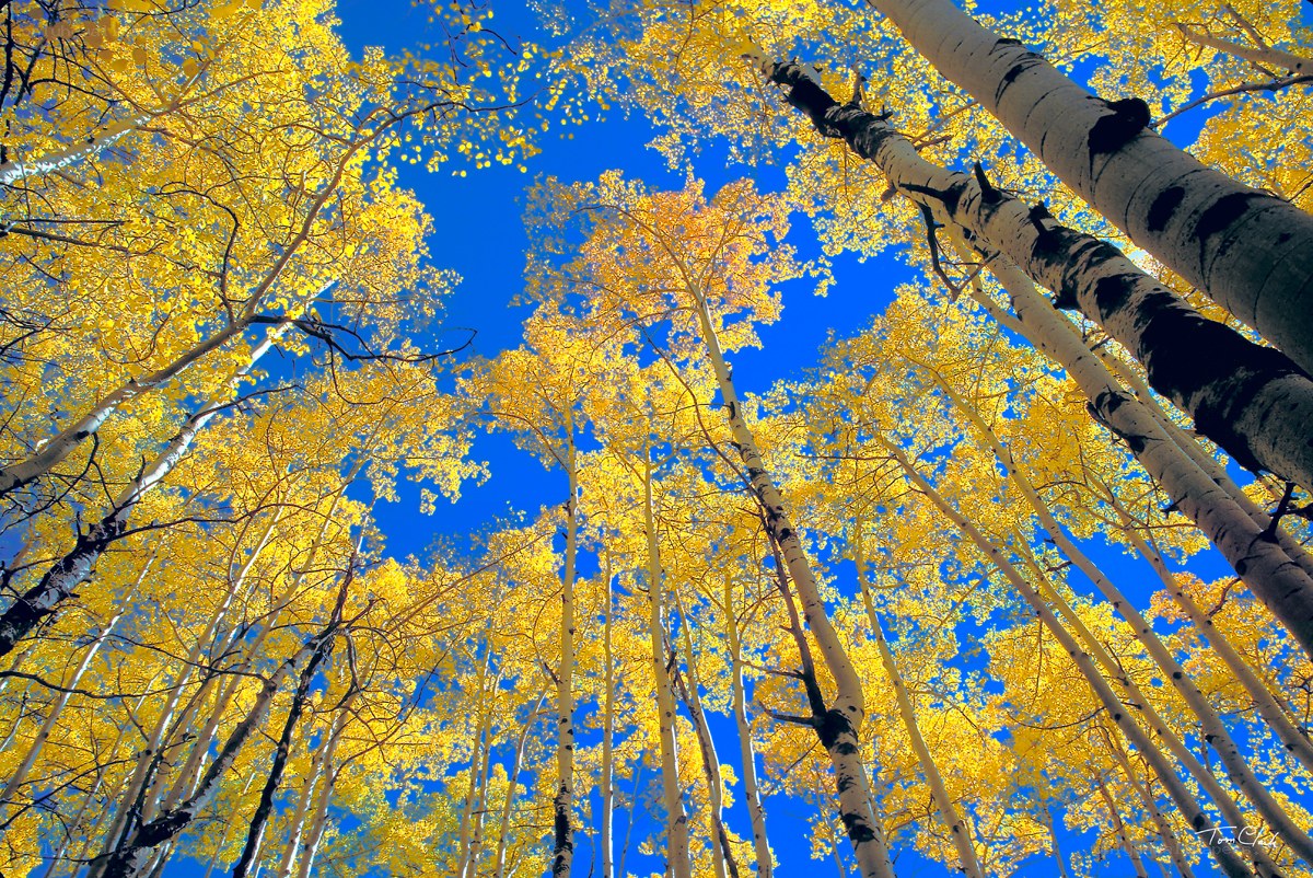 Autumn aspen grove