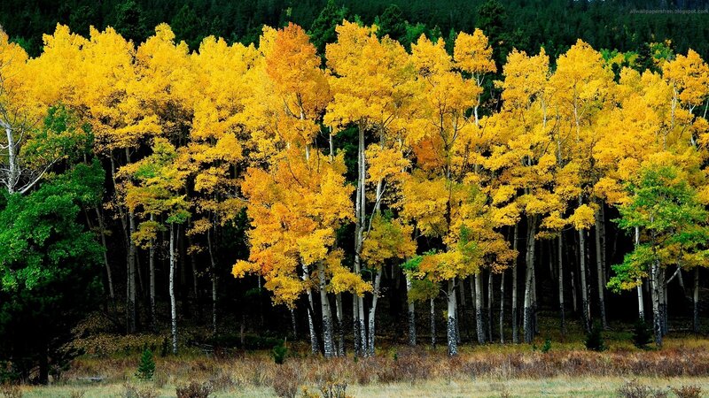 Autumn aspen grove