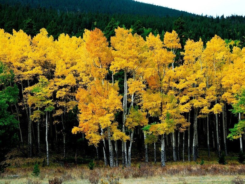 Autumn aspen grove