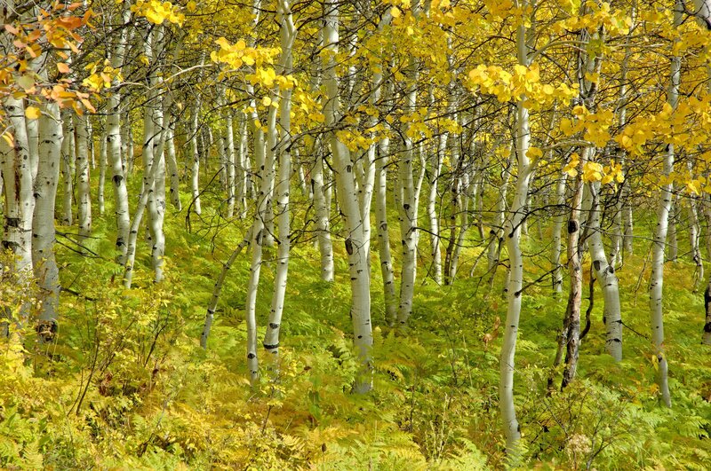 Autumn aspen grove