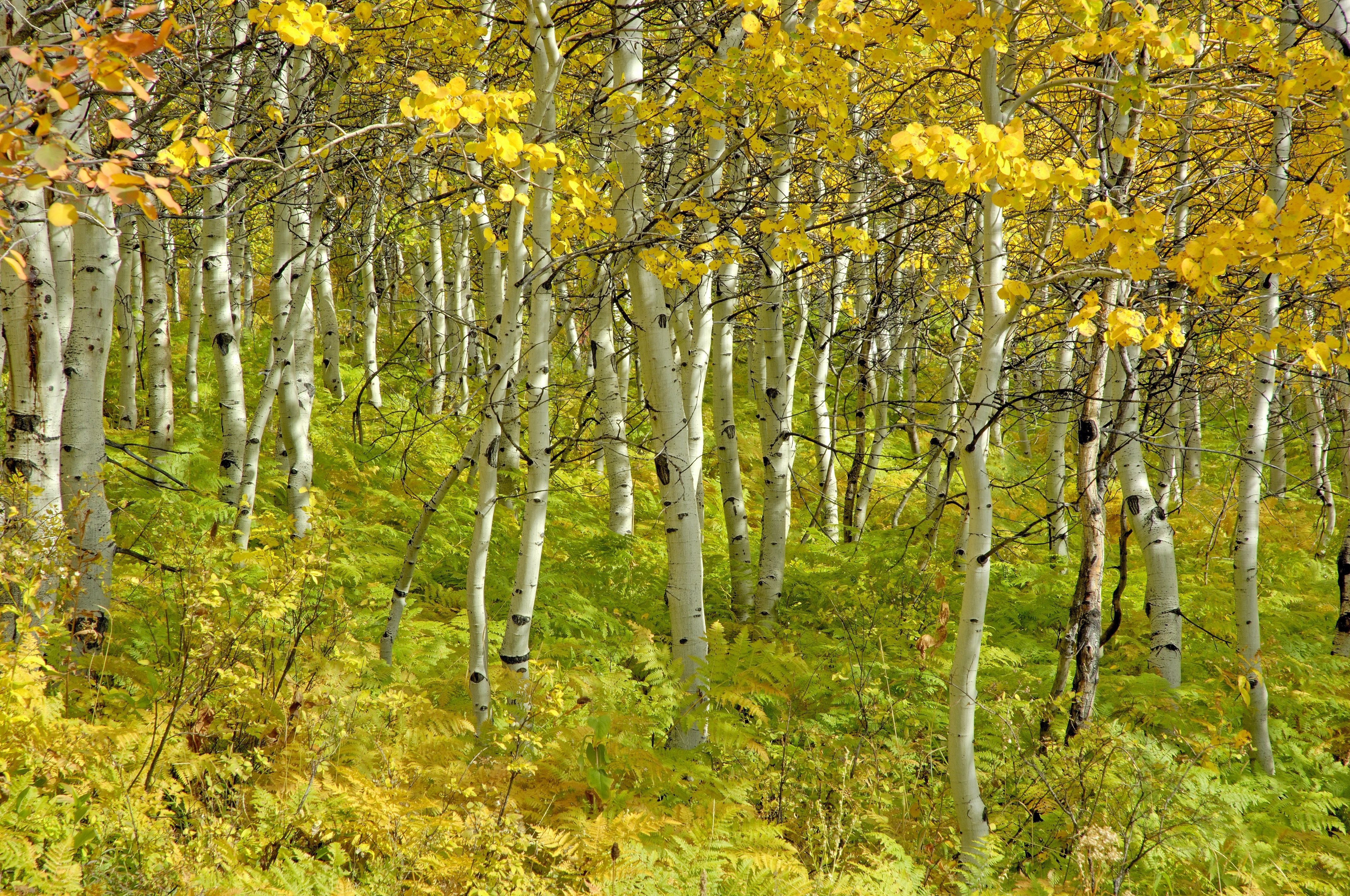 Autumn aspen grove