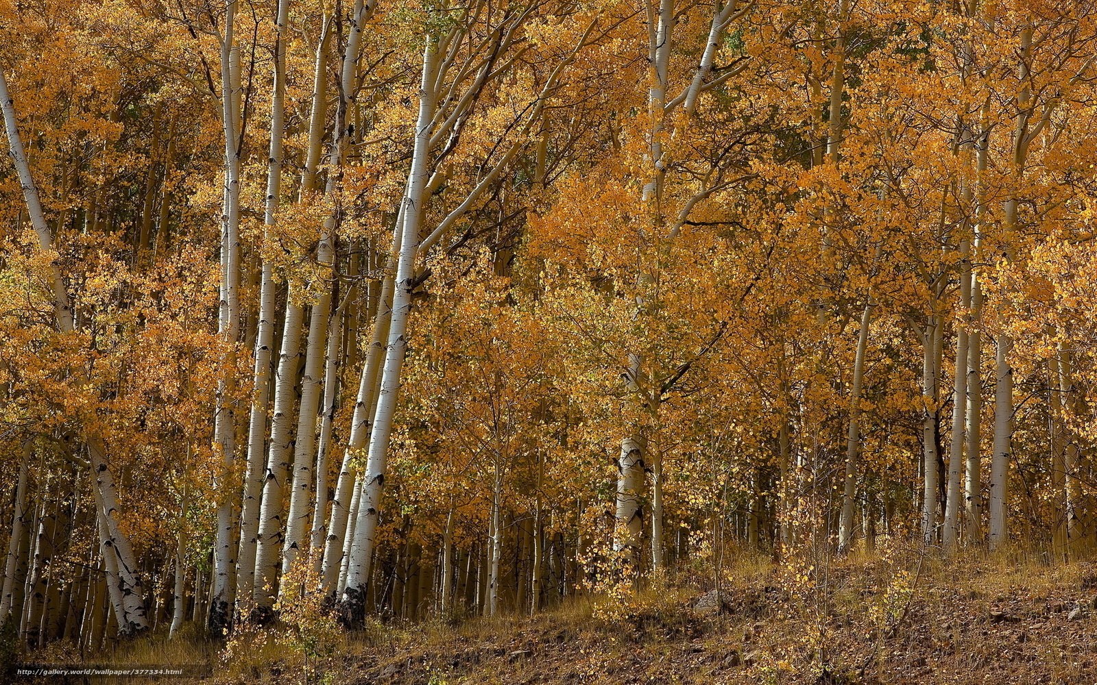 Autumn aspen grove
