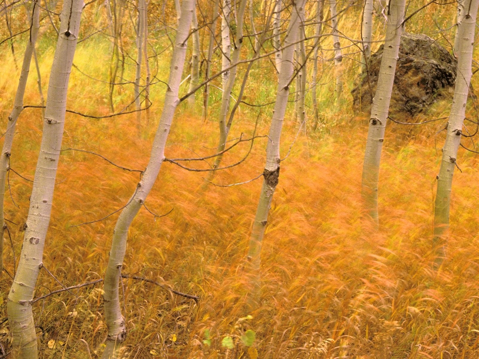 Autumn aspen grove