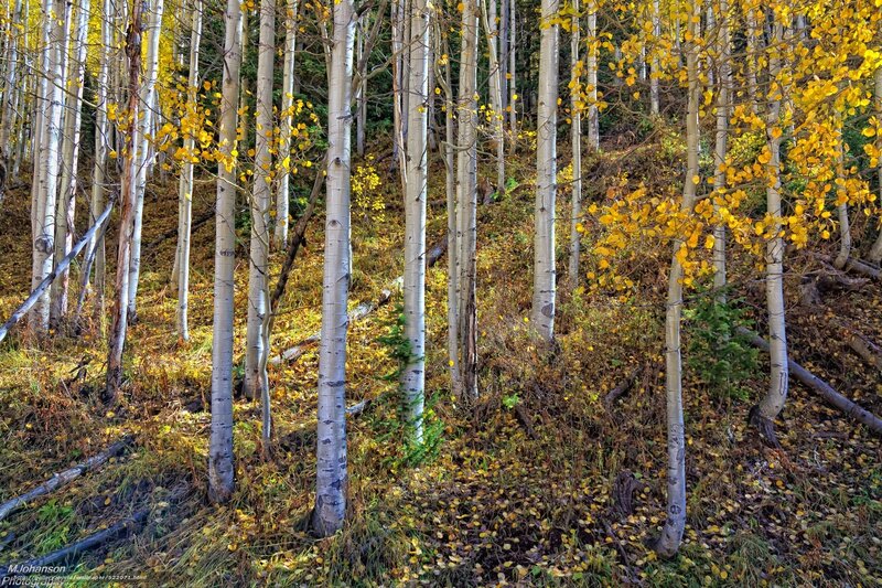 Autumn aspen grove