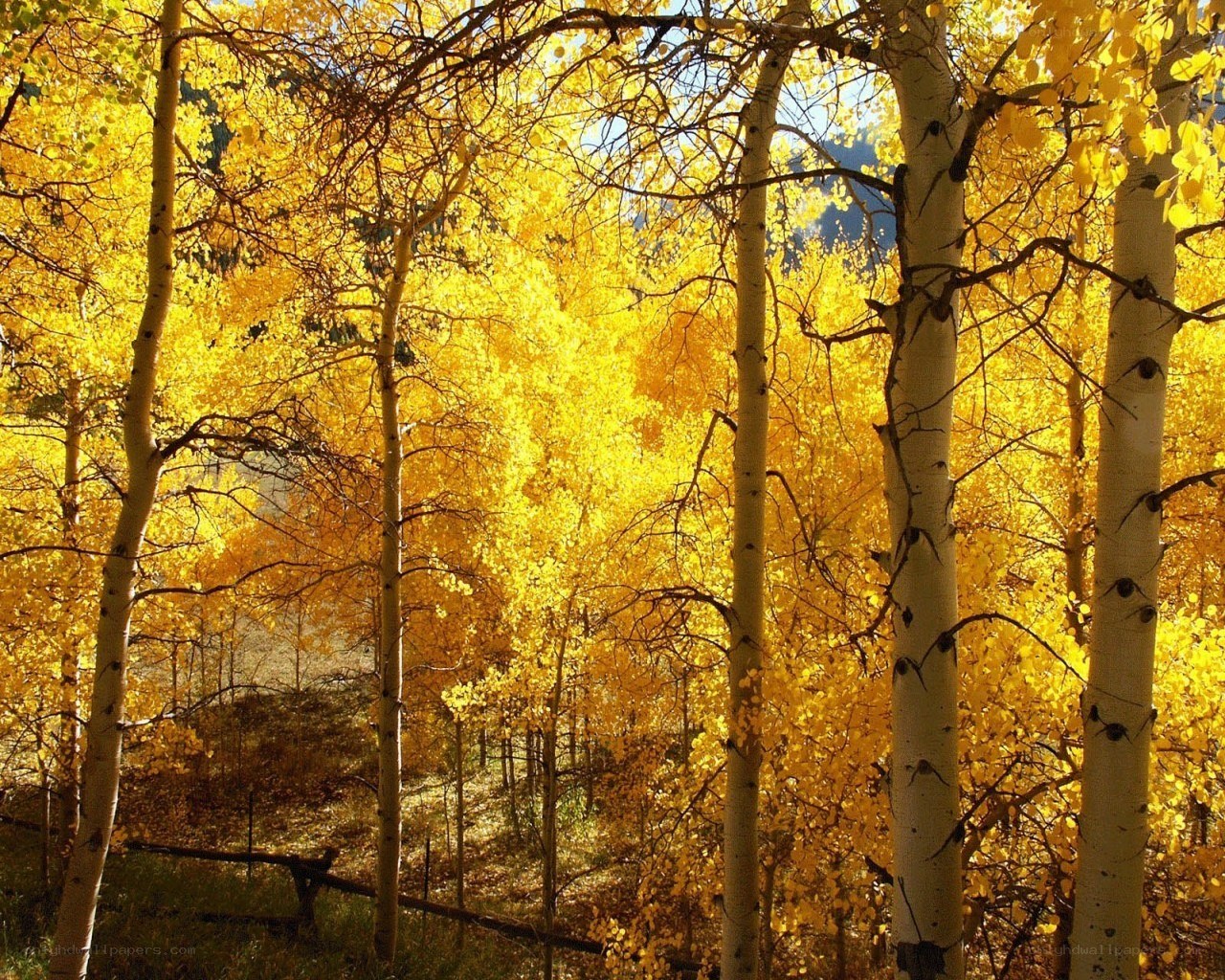 Autumn aspen grove