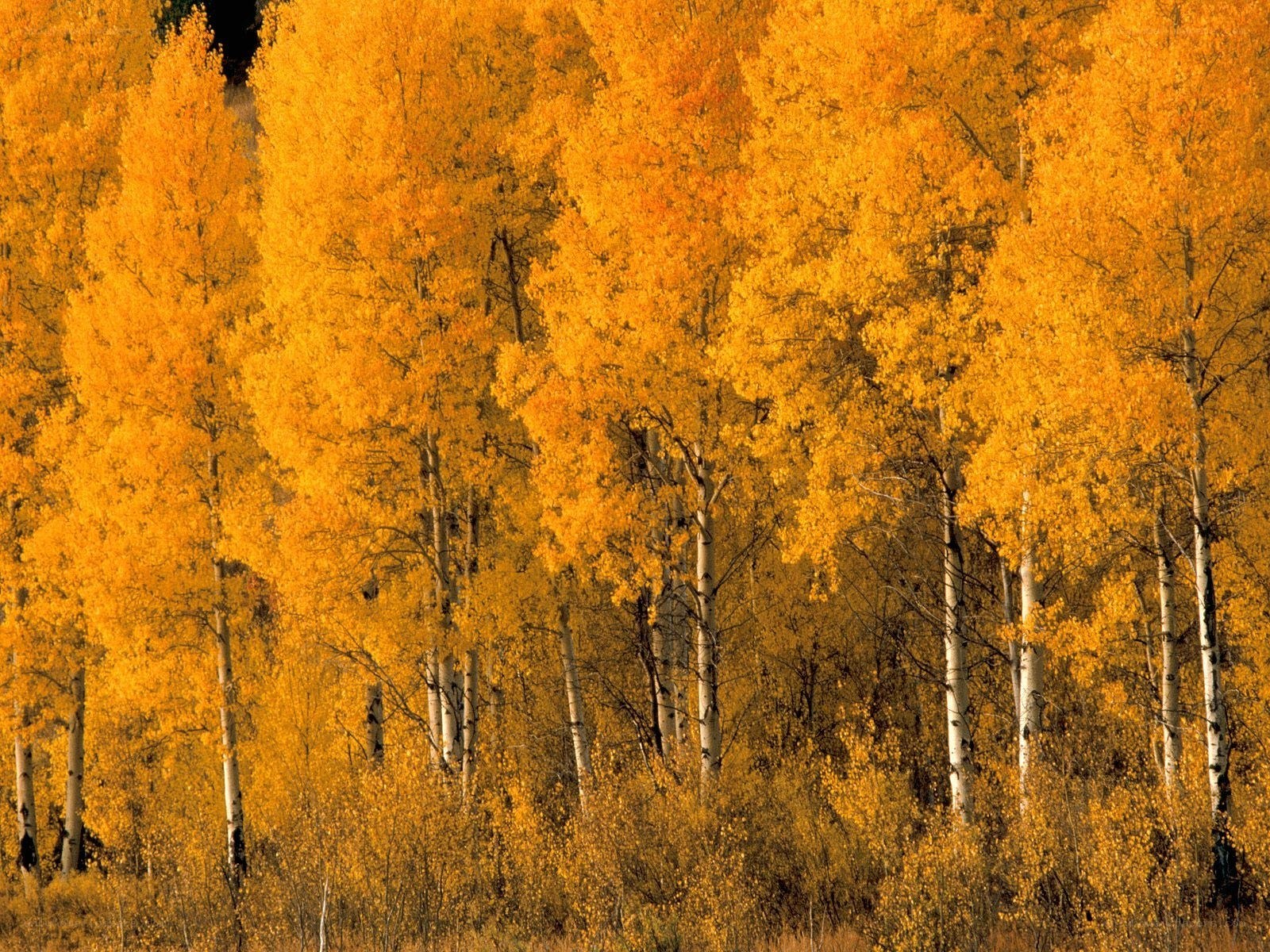 Autumn aspen grove