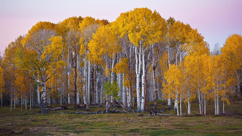 Autumn aspen grove at dusk