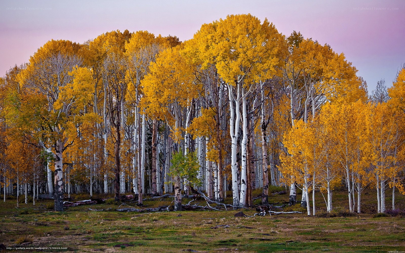 Autumn aspen grove at dusk