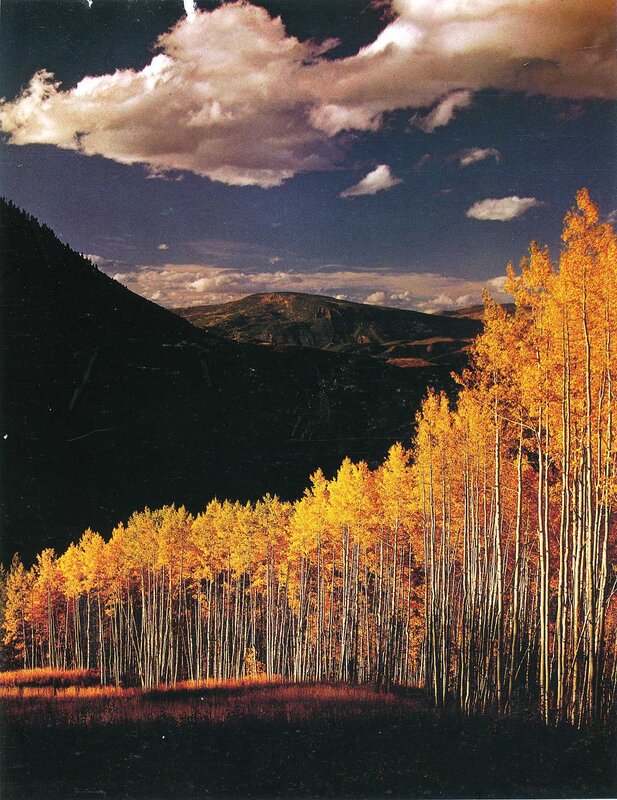 Autumn aspen grove in mountains