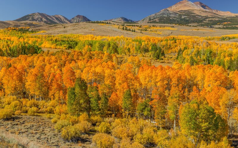 Autumn Aspen Grove — Orange