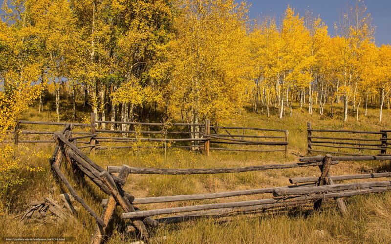 Autumn aspen grove with fence