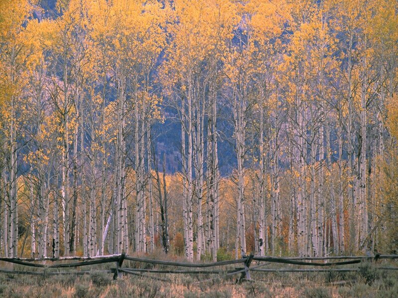 Autumn aspen grove with fence