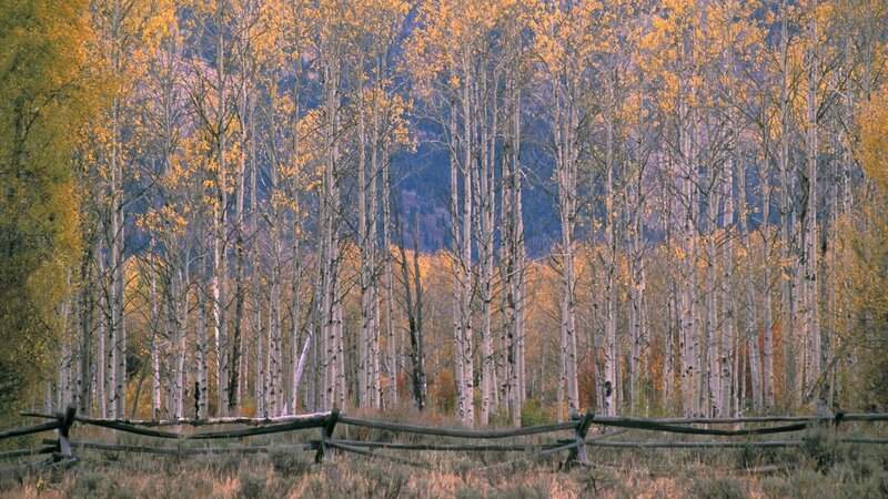 Autumn aspen grove with fence