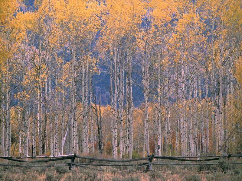 Autumn aspen grove with fence