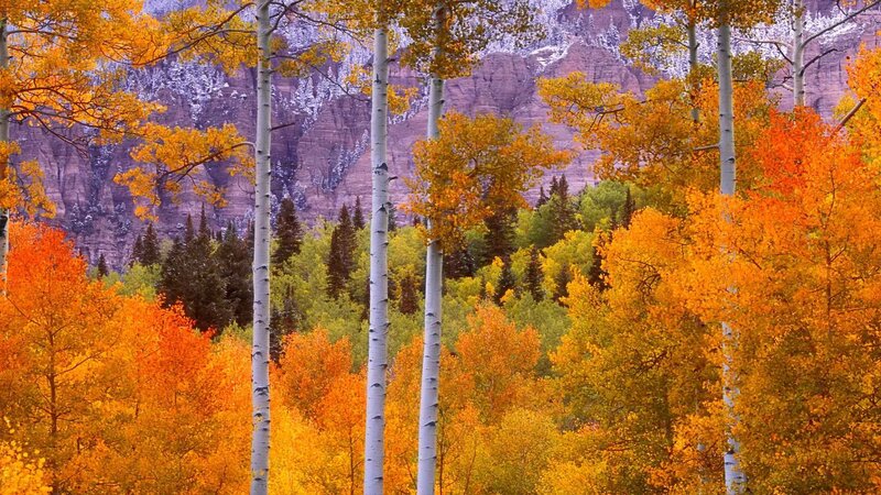 Autumn aspen grove with mountains
