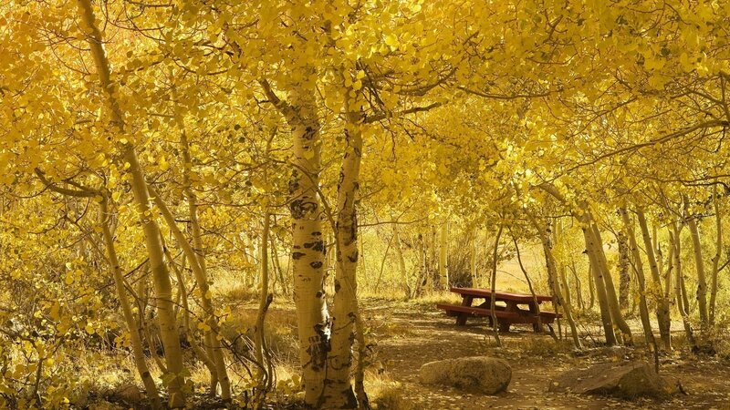 Autumn aspen grove with picnic table
