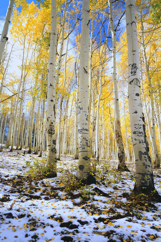 Autumn aspen grove with snow
