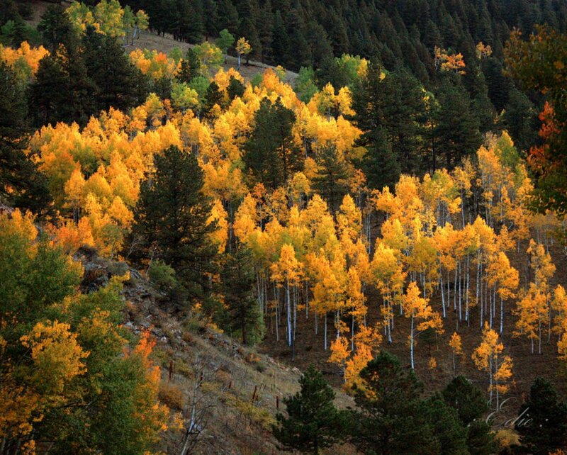 Autumn Aspen Grove — Yellow, Serene