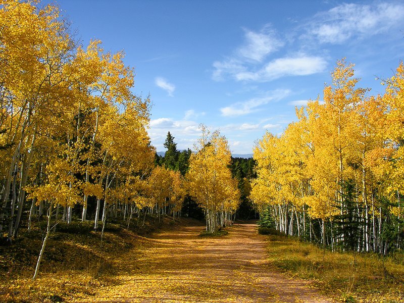 Autumn Aspen Grove — Yellow