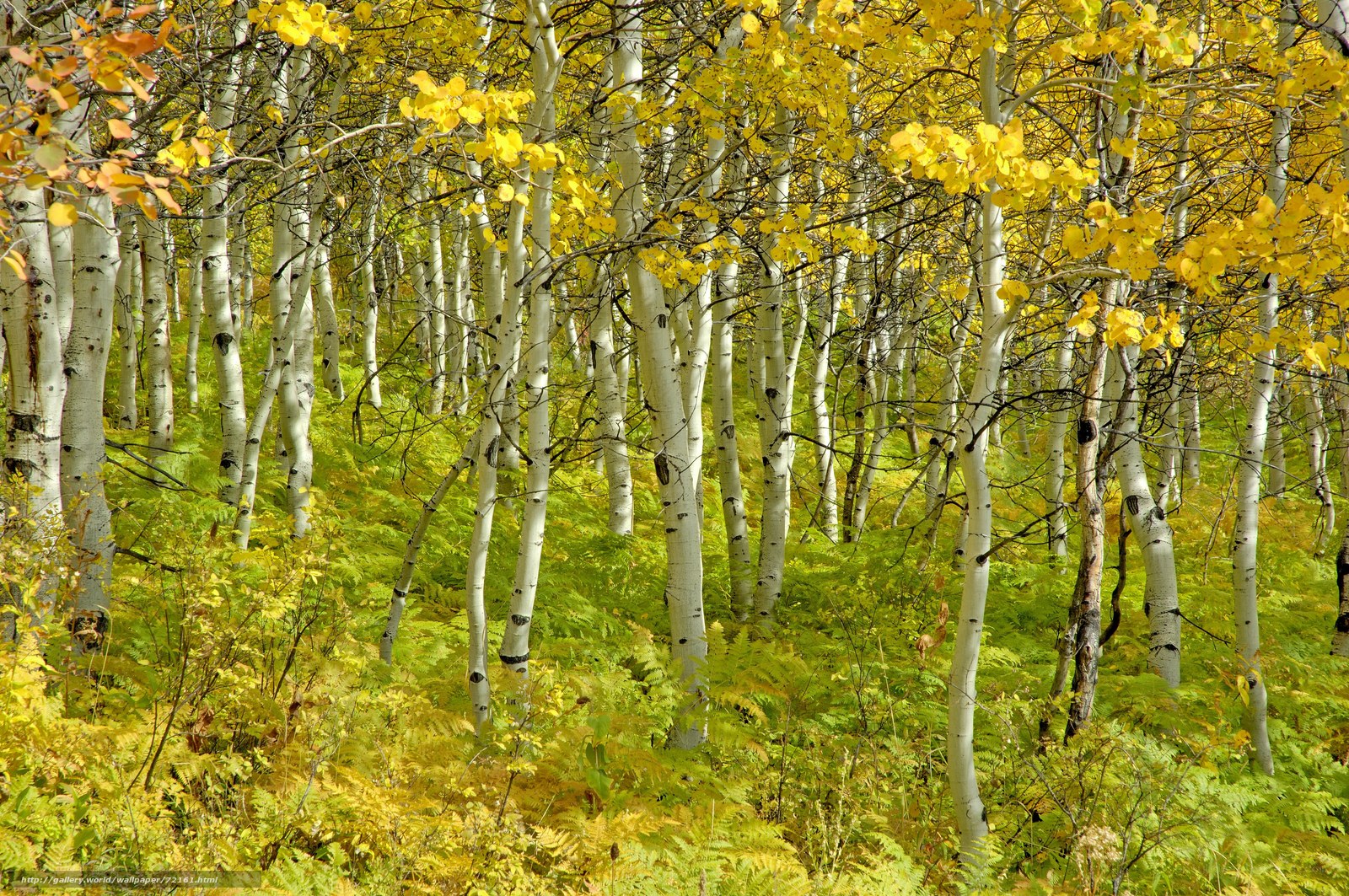 Autumn aspen grove