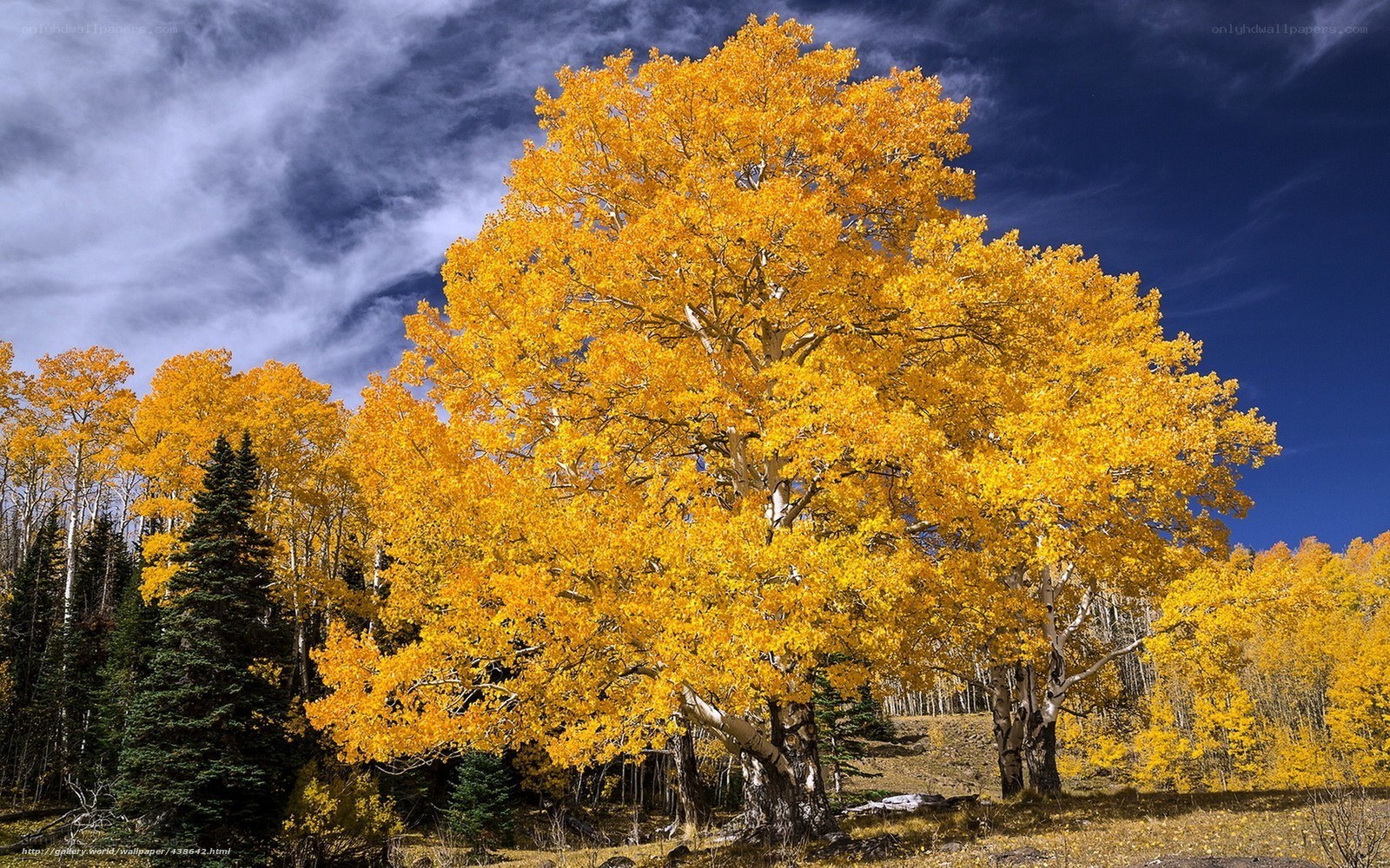 Autumn aspen tree in forest