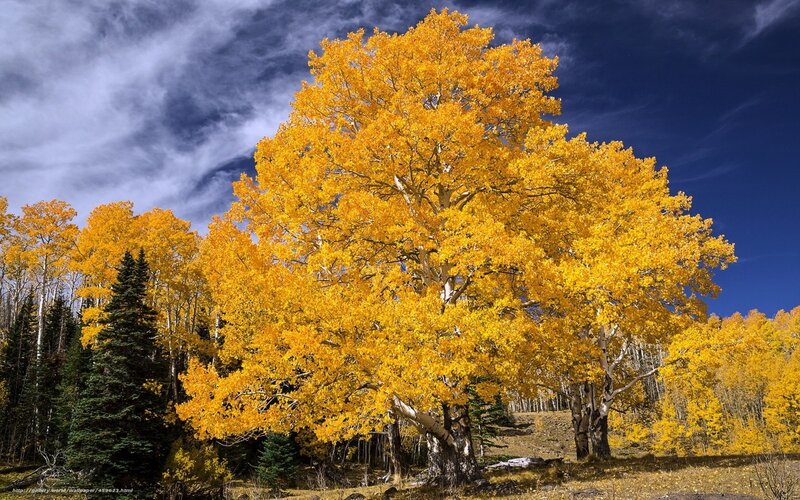 Autumn aspen tree