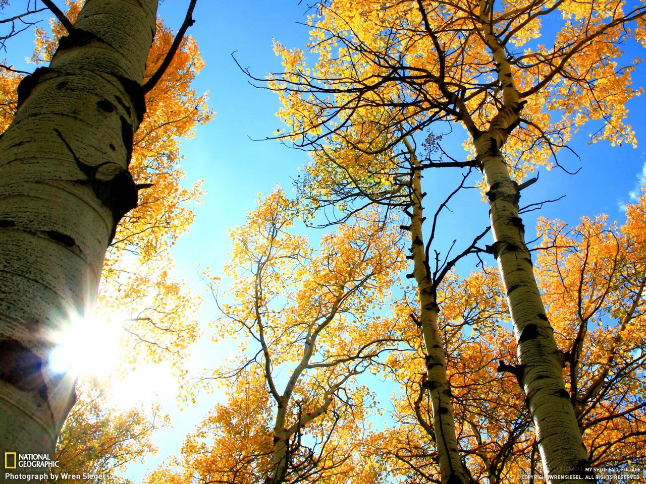 Autumn aspen trees